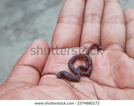 Woman holding worm, closeup of earthworm
