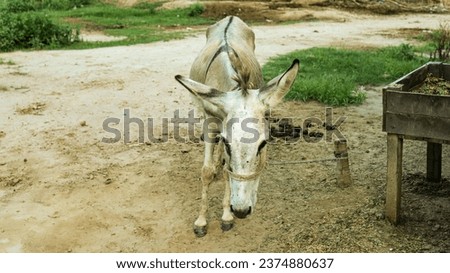 white donkey on green background, big ears, nature photography, animal photo, green background,Donkey Portrait Donkey animal closeup portrait farmlands summer mountains.Donkey outdoor