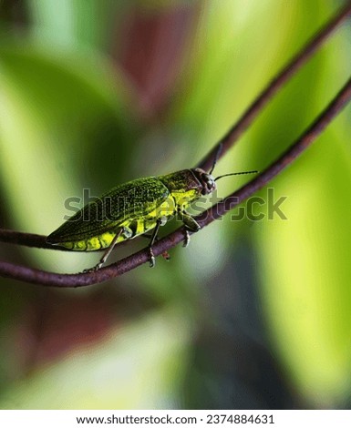Beuatiful Rare Green Cricket Picture, Colorful Green Texture Background
