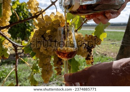 Tasting of Cognac strong alcohol drink in Cognac region, Grande Champagne, Charente with ripe ready to harvest ugni blanc grape on background uses for spirits distillation, France Royalty-Free Stock Photo #2374885771