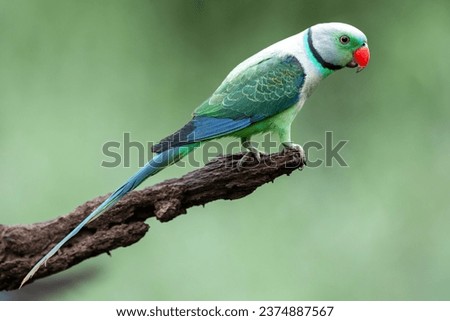 Malabar Parakeet or Blue-winged Parakeet (Psittacula columboides) is a striking green parakeet and is restricted to the forests of India’s Western Ghats. Bluish-gray male has a bright red upper bill Royalty-Free Stock Photo #2374887567