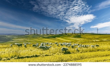 Panoramic view of beautiful countryside in the prairie of Inner Mongolia, China. Sunny afternoon. Wonderful spring landscape in the mountains. meadows and rolling hills.