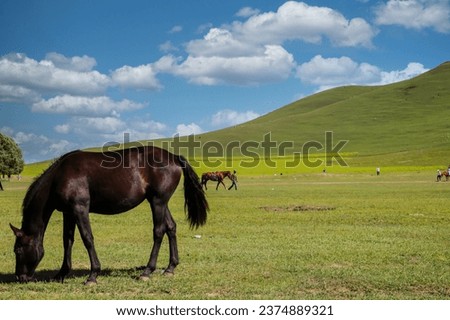 scene of beef cattle in the green field in farm area,usa.