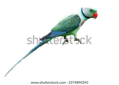 Malabar Parakeet or Blue-winged Parakeet (Psittacula columboides) is a striking green parakeet and is restricted to the forests of India’s Western Ghats. Bluish-gray male has a bright red upper bill  Royalty-Free Stock Photo #2374890343