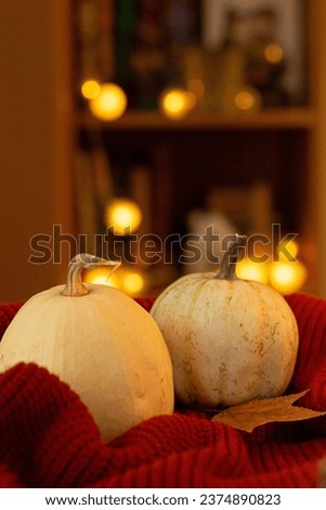 Yellow autumn pumpkins on the red warm knitted sweater on the bookshelves background, evening in the cozy home, harvest on the table with warm lights, delicious vegetables, autumn room decorations