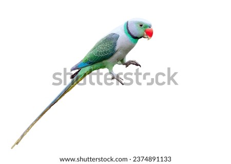 Malabar Parakeet or Blue-winged Parakeet (Psittacula columboides) is a striking green parakeet and is restricted to the forests of India’s Western Ghats. Bluish-gray male has a bright red upper bill Royalty-Free Stock Photo #2374891133