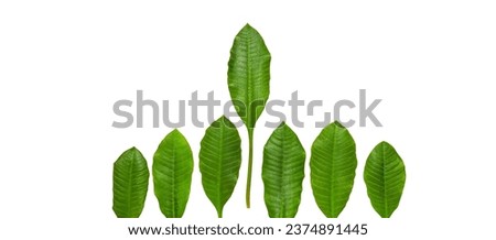 green  leaves on isolated background, nature Common milkweed plant, American Milkweed leaves on white background.concept of leadership, growth, team
