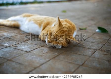 an orange and white cat was sleeping soundly on the park path