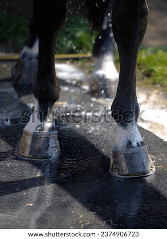hosing down horses legs in outdoor bath stall with rubber matting bathing horse hosing cold water on leg cooling down horse outdoor grooming bathing area in boarding barn vertical image room for type  Royalty-Free Stock Photo #2374906723