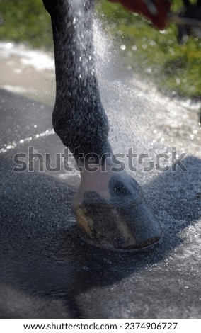 hosing down horses leg in outdoor bath stall with rubber matting bathing horse hosing cold water on leg cooling down horse outdoor grooming bathing area in boarding barn vertical image room for type  Royalty-Free Stock Photo #2374906727