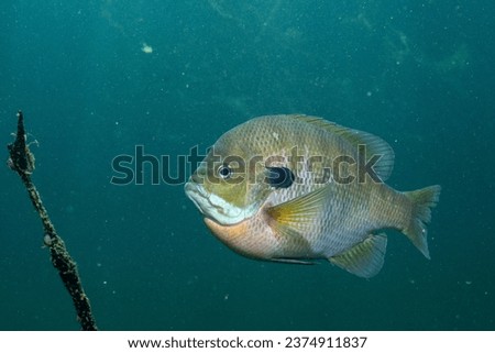 Bluegill in a blue lake Royalty-Free Stock Photo #2374911837