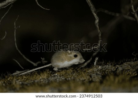 Merriam's kangaroo rat foraging at night 