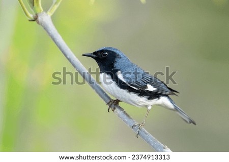 Black-throated blue warbler on a perch Royalty-Free Stock Photo #2374913313