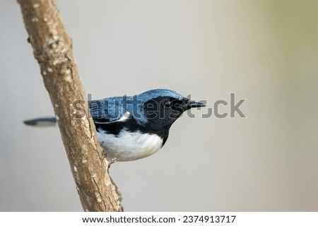 Black-throated blue warbler on a perch Royalty-Free Stock Photo #2374913717