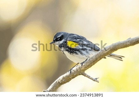 Yellow-rumped warbler on a perch Royalty-Free Stock Photo #2374913891