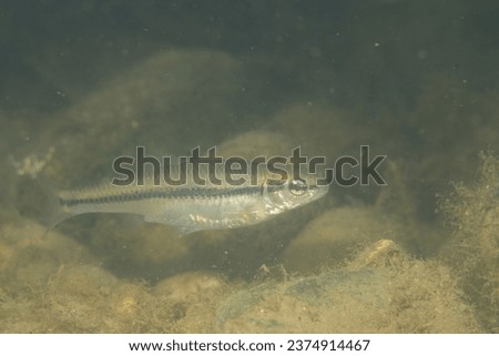 Bluntnose minnow in a river Royalty-Free Stock Photo #2374914467