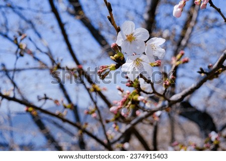 This is a photo of cherry blossoms