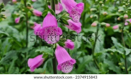 Close-up of Digitalis Pink Panther flowers. Royalty-Free Stock Photo #2374915843