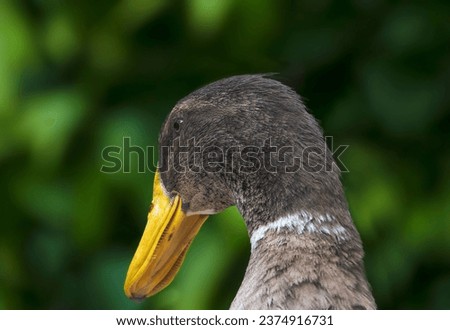 Close up portrait of a goose head