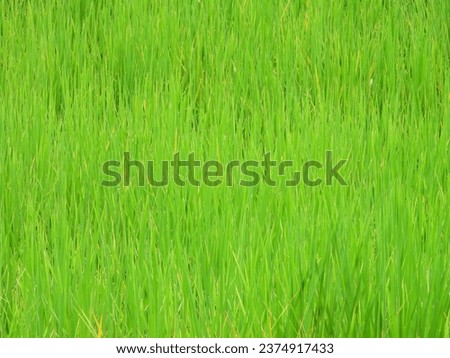 close up green blade of rice leaves background