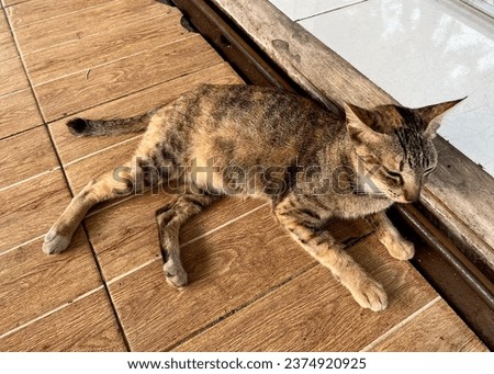Sleeping striped dark brown cat. Lying down on wooden and white ceramic flooring. Stray wild indonesian local cat. Wild animal feline pet photography.