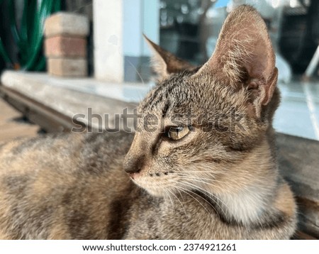 Striped dark brown furred cat from side face profile view. Stray wild Indonesian local cat with green eyes. Wild animal feline pet photography isolated on semi outdoor background.