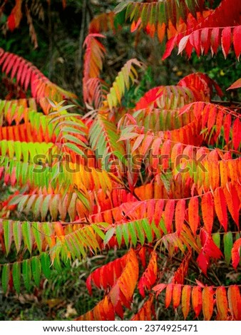 Autumn colored leaves of the tree of heaven