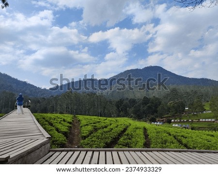 Beautiful panorama of tea fields surrounded by hills and there is also a bridge in the middle made of wood and bamboo for tourists to explore the tea fields. Located in Pangalengan Bandung, Indonesia