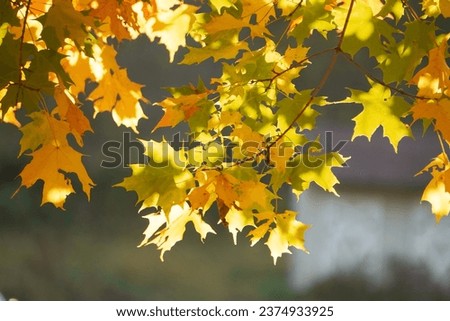 Autumn orange and yellow maple leaf blurred background.