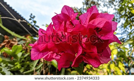 The bougainvillea tree is beautiful and looks very fresh to look at, and is suitable for planting in the yard