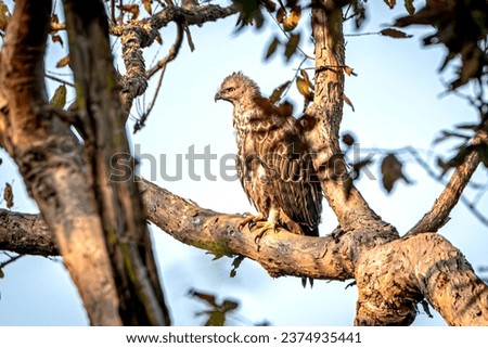 A changeable hawk-eagle or crested hawk-eagle perched on a branch of a tree in Corbett National Park.