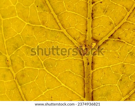 texture of yellowed leaves, macro photography