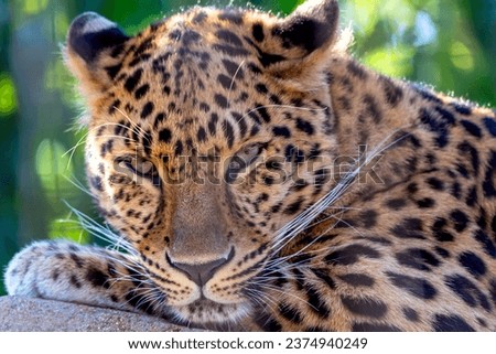 Close-up portrait of a leopard relaxing making eye contact  Royalty-Free Stock Photo #2374940249