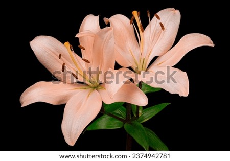 Beautiful two pink lily flowers with green stem and leaves isolated on black background. Studio close-up photography. Royalty-Free Stock Photo #2374942781