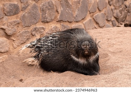 a cute porcupine is calmly his food 



