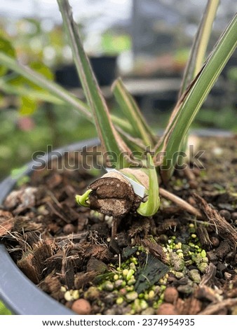 Monstera Thaicon shoots grow from the leaves. Royalty-Free Stock Photo #2374954935