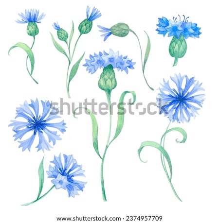 blue flowers cornflowers, set of watercolor