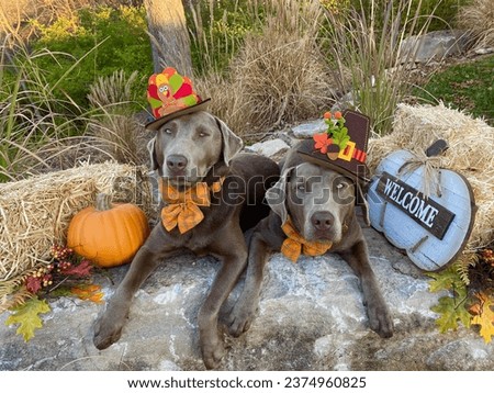 Thanksgiving Pilgrim Pups Extend a Warm Welcome !