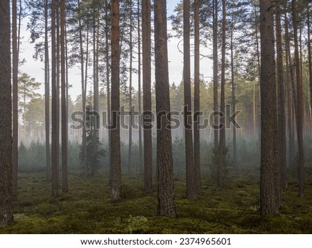Misty morning after rainy night in pine tree forest.