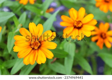 Selective focus close-up of three orange zinnia flowers (possibly Zinnia haageana or Zinnia angustifolia).