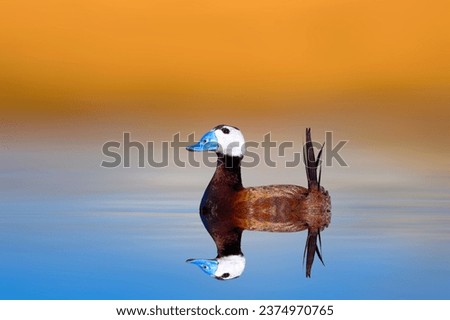 Swiming duck. Nature background. Duck: White headed duck. Oxyura leucocephala.