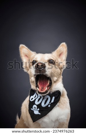 Dog Dressed up In Halloween Ghost Ghoul Boo Bandana Looking Scared Frightful Spooked Isolated in Studio on Black Gray Background Mouth Open Surprised Royalty-Free Stock Photo #2374976263