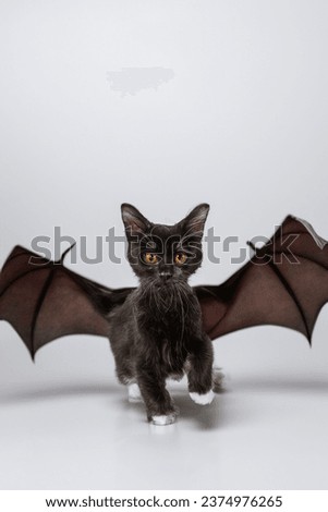 Small Black Baby Kitten Cat Isolated in Studio on White Background with Orange Eyes Wearing Scary Black Bat Wings as Halloween Costume