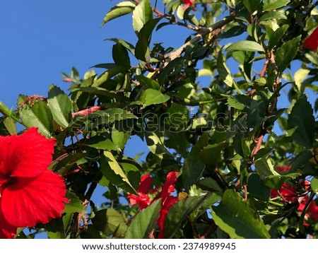 The beautiful and amazing photography about greens leaves and red flowers and clean bright blue sky. It’s shows beauty of nature and attractive peoples. It is a beautiful and panorama scene of nature.