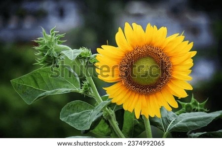 Sunflower image and Beautiful gardens flower