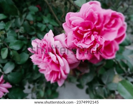 Similar to red flowers, pink flowers have also grown to be a symbol of love, though they can also mean happiness, gentleness, and femininity .