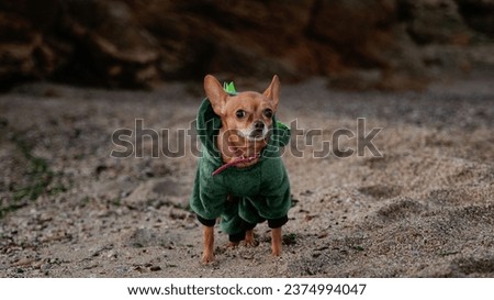 Walking dog in clothes on the coast