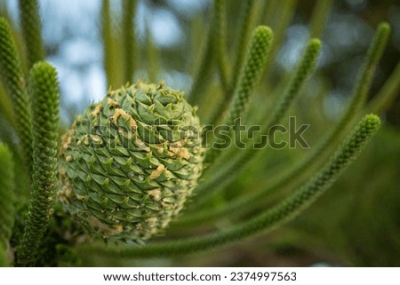 An Araucaria pine cone. Araucaria heterophylla pine cone close up. Royalty-Free Stock Photo #2374997563