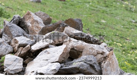 A view of alpine marmot in Italy