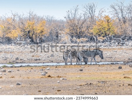 A view of Zebras gathering at a waterhole in the Etosha National Park in Namibia in the dry season
